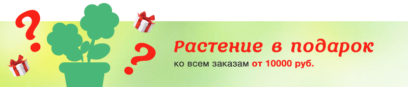 Подарок к заказам