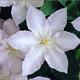 Клематис крупноцветковый Глэдис Пикард Клематис крупноцветковый Глэдис Пикард