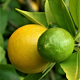Цитрус Лаймкват Юстис