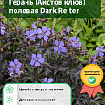Герань (Аистов клюв) полевая Dark Reiter