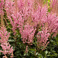 Астильба китайская Спотлайт