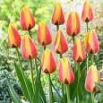 Тюльпан Уорлд Пис