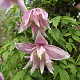 Клематис ботанический Пинк Свин Клематис ботанический Пинк Свин