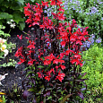 Лобелия прекрасная Старшип Скарлет