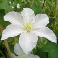 Клематис крупноцветковый Джон Хукстэйбл Клематис крупноцветковый Джон Хукстэйбл