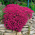 Аубриета (Обриета) дельтовидная Cascade Red