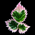 Малина мелколистная Variegatus