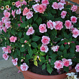 Бальзамин махровый Афина Юнона