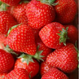 Земляника садовая Феличита Земляника садовая Феличита