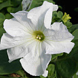 Петуния грандифлора Лимбо Джи Пи Вайт