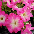 Петуния крупноцветковая Танго Розовая с белой горловиной