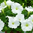 Петуния грандифлора Аладдин Белая