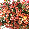 Калибрахоа Can-Can Rosies Apricot