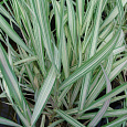 Фалярис тростниковый Фессей