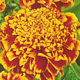 Бархатцы отклоненные махровые Двухцветный гигант