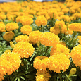 Бархатцы прямостоячие Спун лимонные