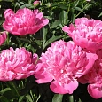 Пион травянистый Сьюзи Кью