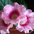 Глоксиния Харизма Розовая