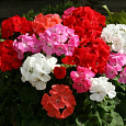 Пеларгония зональная Горизонт Микс
