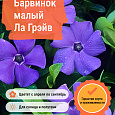 Барвинок малый Ла Грэйв
