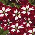 Петуния грандифлора Кан кан Арлекин Бургунди