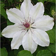 Клематис (Ломонос) гибридный Matka Urszula Ledochowska Клематис (Ломонос) гибридный Matka Urszula Ledochowska