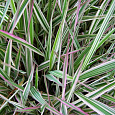 Фалярис тростниковый Триколор
