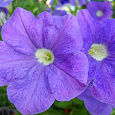 Петуния грандифлора Дримс Скай Блю