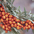 Облепиха Джемовая