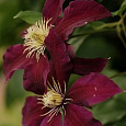 Клематис (Ломонос) гибридный Gizela Клематис (Ломонос) гибридный Gizela