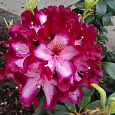 Рододендрон гибридный Миднайт мистик