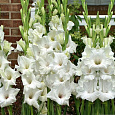 Гладиолус крупноцветковый Вайт Просперити