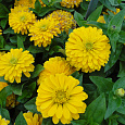 Цинния кактусовидная Бог солнца