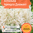 Астильба Арендса Диамант