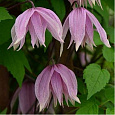 Клематис ботанический Пинк Свин Клематис ботанический Пинк Свин