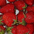 Земляника садовая Дарселект Земляника садовая Дарселект