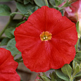 Петуния гибридная Трилоджи Скарлет