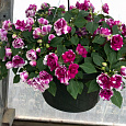 Бальзамин ампельный (Импатиенс) Уолтера Fiesta Bonita Purple Stripe