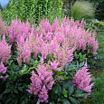 Астильба китайская Little Vision in Pink