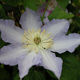 Клематис крупноцветковый Тирислунд Клематис крупноцветковый Тирислунд