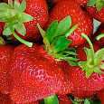 Земляника садовая Белруби