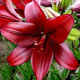 Лилия ЛА-гибрид Атакама