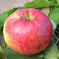 Дерево-сад (2-3х летка) яблоня 2 сорта Орловим - Красное раннее
