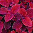 Колеус Визард Вельвет Ред