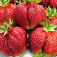 Земляника садовая Вима Ксима
