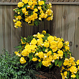 Бегония ампельная Йеллоу