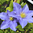 Клематис крупноцветковый Юста Клематис крупноцветковый Юста