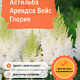 Астильба Арендса Вейс Глория