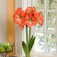 Амариллис простой Нагано