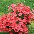 Петуния ампельная Опера Корал